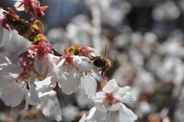 bee on flowers 