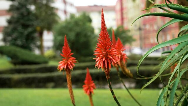 Aloe blooms in urban botanical garden. Beautiful red flowers close up