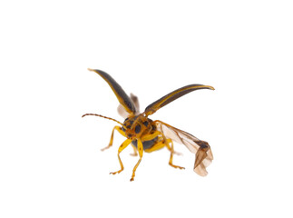 Elm leaf beetle isolated on white background, Xanthogaleruca luteola