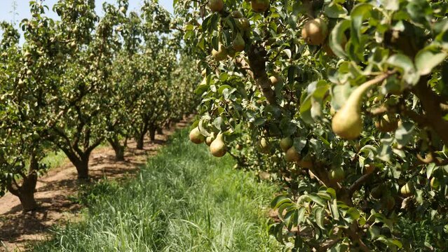 rows with pear trees with fruits in the fruit nursery. of ripe juicy pears hanging on a tree branch. . High quality 4k footage