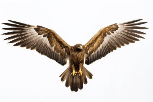 A large bird of prey soaring through the air. Perfect for nature and wildlife enthusiasts