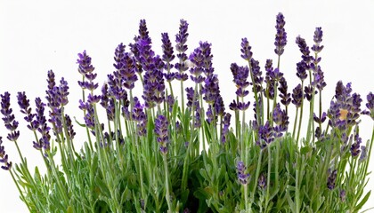 3d rendering of vlavender froground isolated
