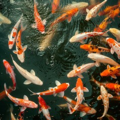 Vibrant Koi Fish Gathering in a Pond, an Aerial View of Aquatic Harmony