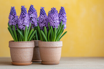 Ceramic pots with purple hyacinths on a table against a yellow background. Copy space.