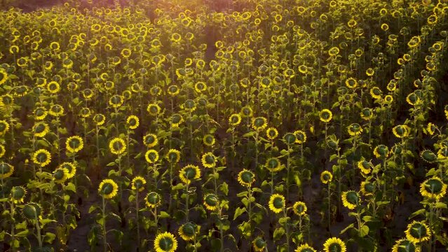 paneo con dron de un sembrado de girasoles al atardecer