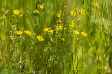 Yellow Blatouch - Caltha palustris flower with green leaves in the meadow.