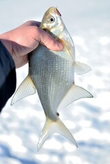 Winter fishing for bream from the ice.