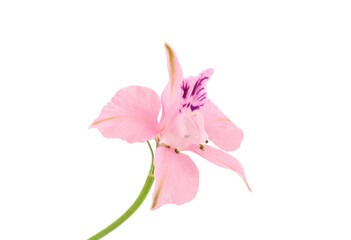 Fototapeta na wymiar Oriental knight’s spur pink flower isolated on white background, Consolida orientalis