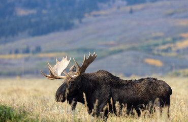 Bull Moose in Autumn in Grand Teton National Park Wyoming