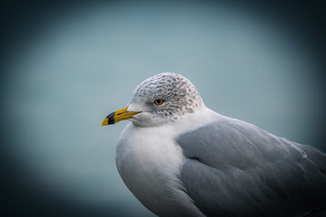 close up of a seagull