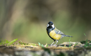great tit, single bird on ground