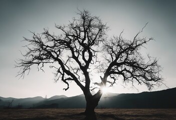 Silhouette dead tree isolated on white background for scary death and peace concept Halloween day ba