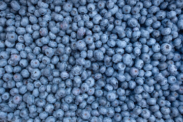 Lots of Fresh Delicious Blueberries