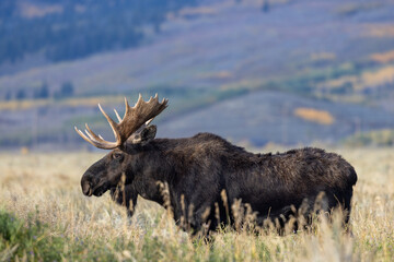 Bull Moose in Autumn in Grand Teton National Park Wyoming