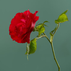 Bright red garden rose flower isolated on green background.