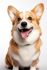 A brown and white dog sitting on top of a white floor. Suitable for pet-related content and interior design themes