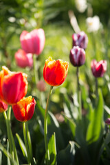 Colorful tulips in the garden on a sunny day.