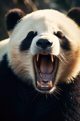Close up shot of a panda bear with its mouth open. Perfect for animal lovers and wildlife...