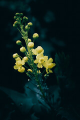 Fototapeta na wymiar A close up of small yellow Oregon Grape flowers