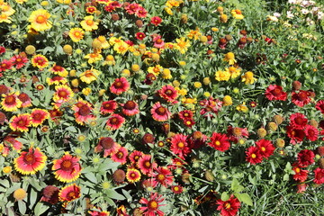 Naklejka premium Colores de la naturaleza