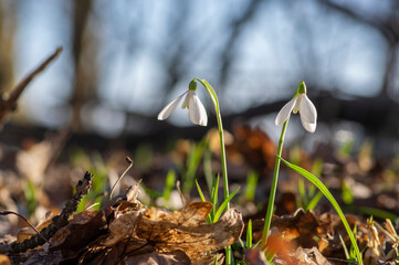 Galanthus nivalis flowering plants, bright white common snowdrop in bloom in sunlight daylight