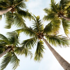 tropical palms with the background of a blue sky veiled in a philippines island