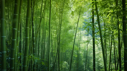 Schilderijen op glas A dense bamboo forest with tall slender trunks and a canopy of green leaves. © Legano