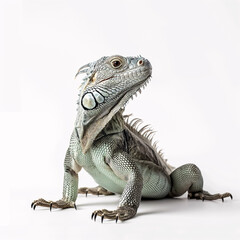 Obraz premium African Iguana