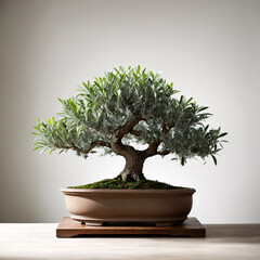 Beautiful olive tree bonsai in pot on white background. Generative ai
