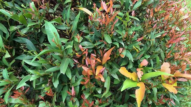 Syzygium oleina in the nature. This plant also Syzygium oleina, pucuk merah, daun pucuk merah, and Syzygium myrtifolium