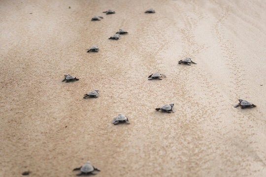 Baby sea turtles journeying to the ocean