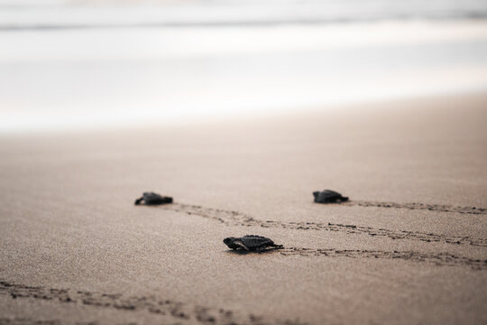 Baby green turtles journeying to the sea
