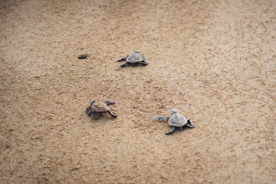Baby sea turtles journeying to the ocean