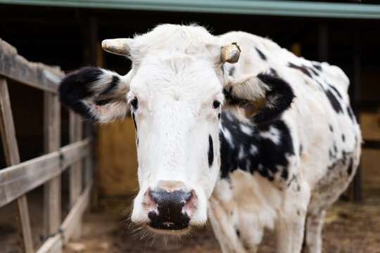 Portrait of a Friesian cow on an organic farm