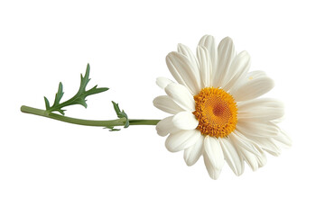 Flor Blanca Aislada