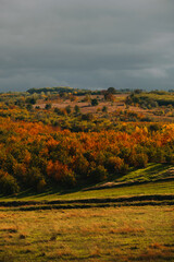Fototapeta na wymiar Vertical warm autumn landscape shot with sunlight on fields and dark grey sky.