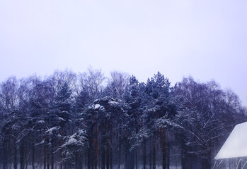 Fototapeta na wymiar Crowns of winter forest landscape background