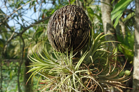 Frucht des Zerberusbaums (Pong Pong Tree)