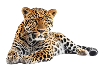 Deurstickers Leopardo aislado © Roland