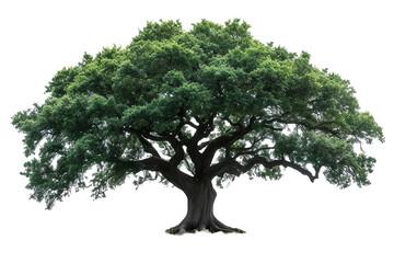 Árbol verde aislado