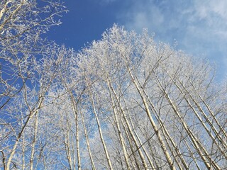 Snowy birch landscape under blue sky on a beautiful afternoon in Canada