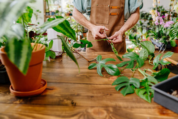 Close up of man's hands using scissors prepares cuttings of Monstera. Home gardening, plant lovers.