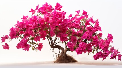 Paper flowers or bougainvillea are popular ornamental plants. The form is a small tree that is difficult to grow upright with lush - obrazy, fototapety, plakaty