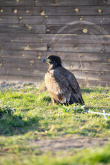 Falke 3