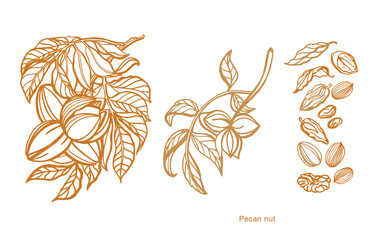 Isolated vector set of pecan. Nuts. Hand drawn plant, branch, nuts, leaf on a white background. Brown and warm colors.