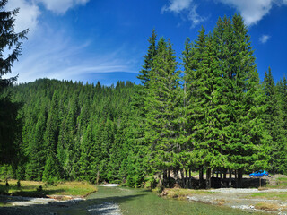 Lotru river flowing downhill through an alpine grassland and coniferous forests. Clear evening in...