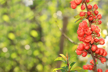 Abstract floral banner. Delicate quince flowers in the spring garden. Spring arrival concept, floral card, template for design,