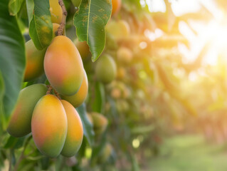 Mangoes transitioning from green to orange, ripening in the sun. - obrazy, fototapety, plakaty