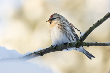 Obraz premium Common Redpoll