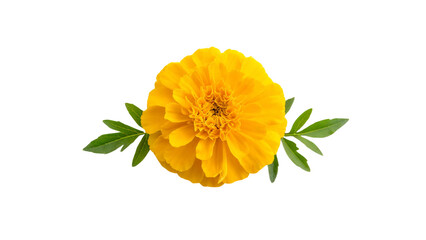 Yellow Marigold Flower Isolated Transparent Background